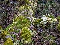 Pilze und Moos bedecken Baumrelikt